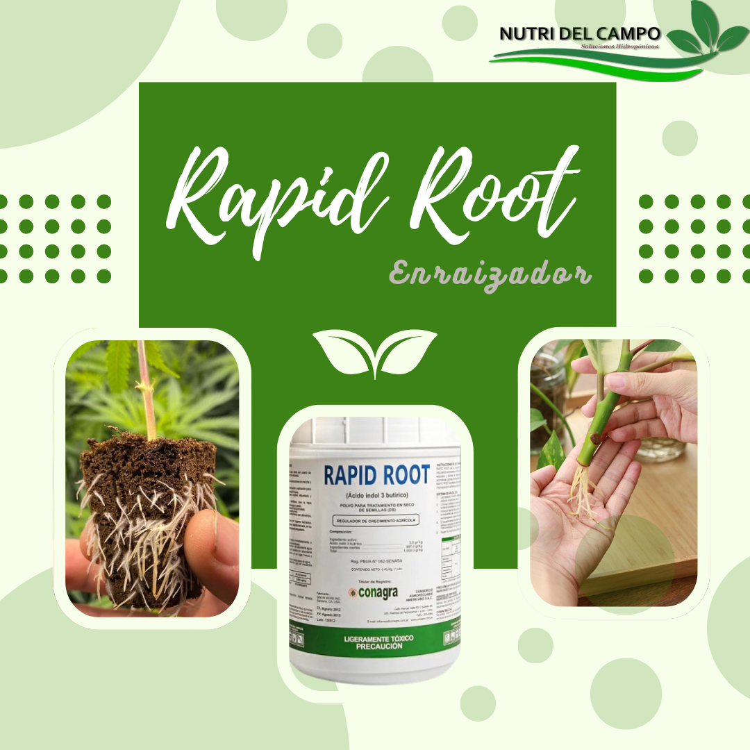 RAPID ROOT, 