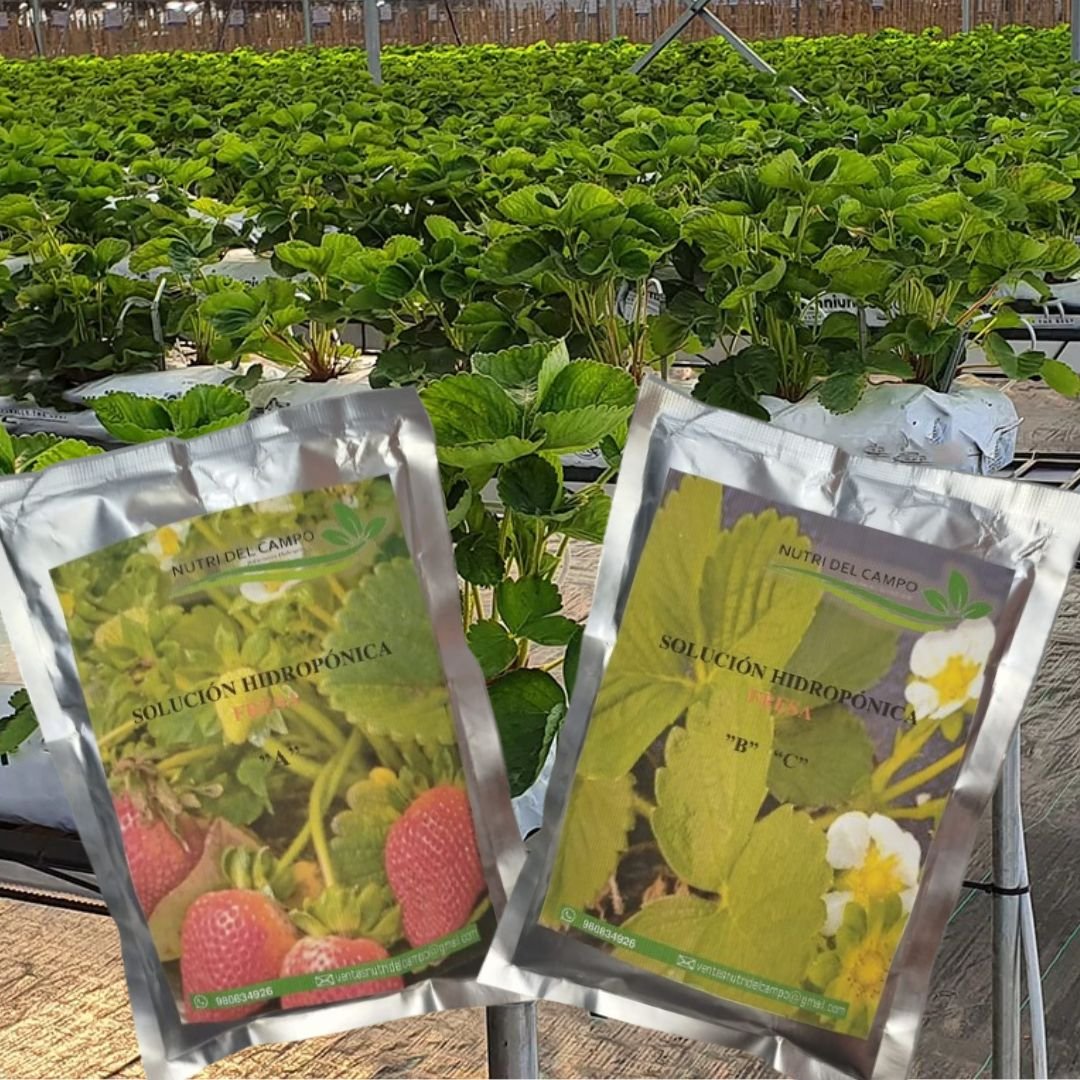 SOLUCION HIDROPONICA (FRUTO)
