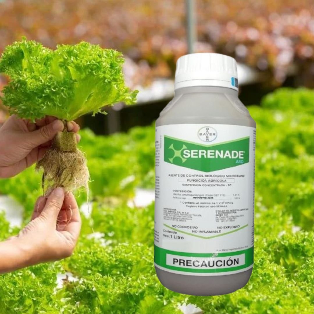 SERENADE ASO 