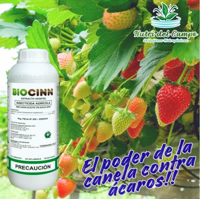 EXTRACTO DE CANELA - BIOCCIN X 1 LT