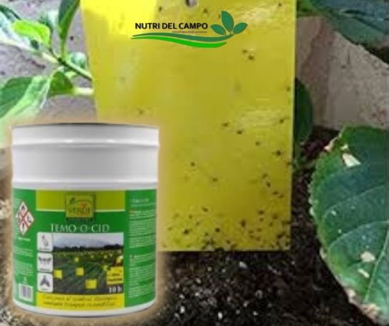 COLA ENTOMOLOGICA TEMO-O-CID X 10 LT